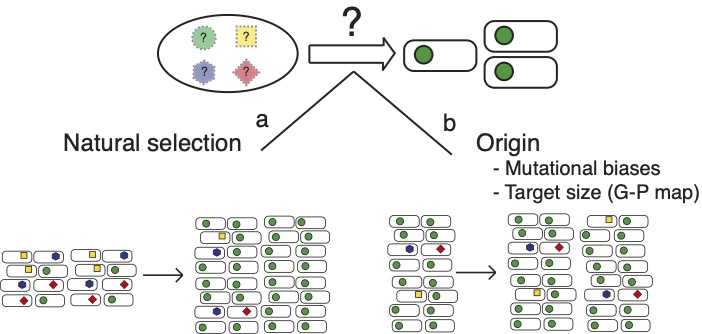Evolution Repeated Pattern The Lind Lab at Umeå University – Predicting Experimental Evolution
